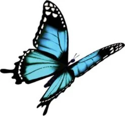 Robijn Klein & Krachtig Wasmiddel Black Velvet 1,19 Liter -Dagelijkse Benodigdheden Winkel 1200x1118 2