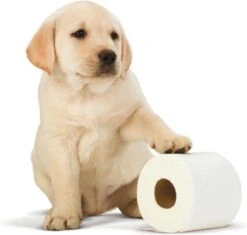 Scottex Toiletpapier - Kussenzacht Design Wc Papier - 84 Rollen -Dagelijkse Benodigdheden Winkel 1200x1142 5