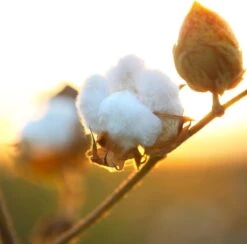 Air Wick Freshmatic Automatische Spray Luchtverfrisser - Pure Zachtheid Van Katoen Navulling - 3 Stuks - Voordeelverpakking -Dagelijkse Benodigdheden Winkel 1200x1183 9