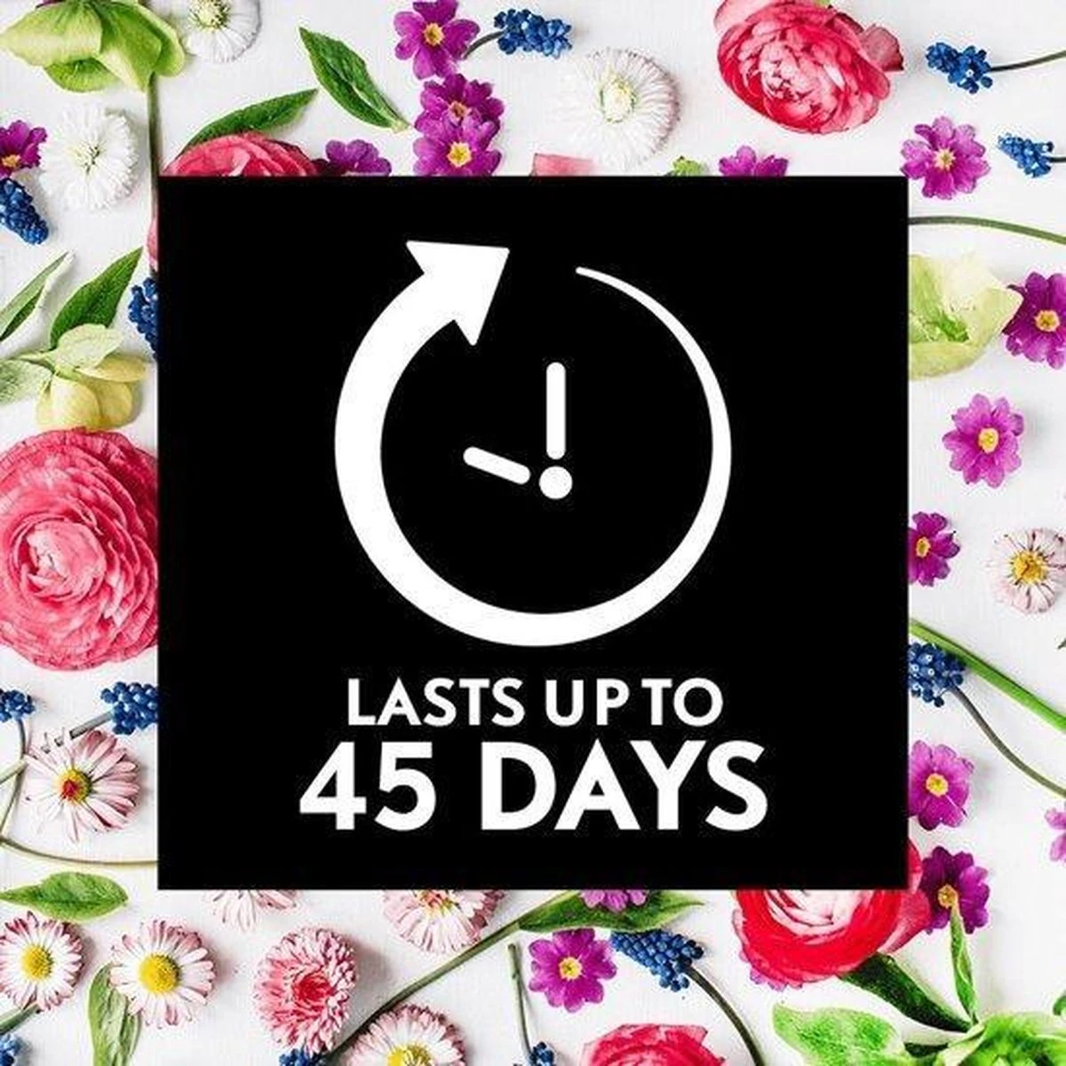 Air Wick Essential Mist Automatische Geurverspreider Luchtverfrisser - Innerlijke Rust - Navulling 5 Air Wick Essential Mist Automatische Geurverspreider Luchtverfrisser - Innerlijke Rust - Navulling - Afbeelding 5