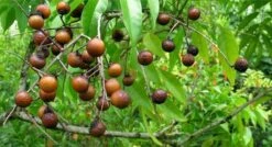 Wasnoten 3kg Met 4 Waszakjes - Zeepnoten - Natuurlijk Wassen - 4x750gr 10 Wasnoten 3kg Met 4 Waszakjes - Zeepnoten - Natuurlijk Wassen - 4x750gr -Dagelijkse Benodigdheden Winkel 1200x649