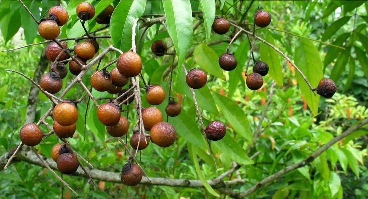 Wasnoten 3kg Met 4 Waszakjes - Zeepnoten - Natuurlijk Wassen - 4x750gr 3 Wasnoten 3kg Met 4 Waszakjes - Zeepnoten - Natuurlijk Wassen - 4x750gr - Afbeelding 3