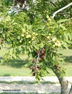 Wasnoten Start 150gr Met Waszakje - Zeepnoten - Natuurlijk Wassen 10 Wasnoten Start 150gr Met Waszakje - Zeepnoten - Natuurlijk Wassen -Dagelijkse Benodigdheden Winkel 920x1200 1