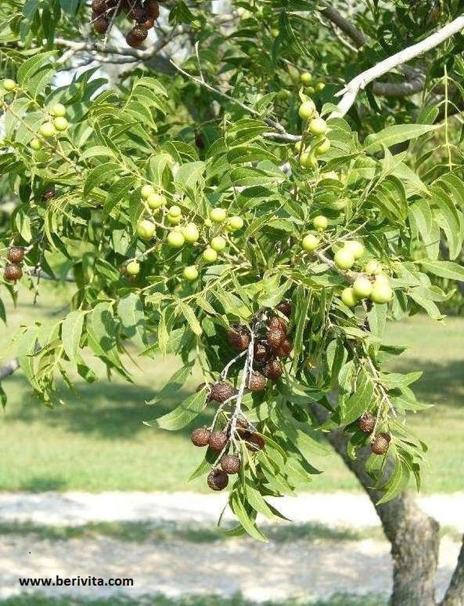 Wasnoten Start 150gr Met Waszakje - Zeepnoten - Natuurlijk Wassen 4 Wasnoten Start 150gr Met Waszakje - Zeepnoten - Natuurlijk Wassen - Afbeelding 4